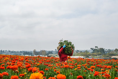 Working the Fields