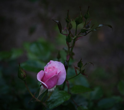 My Rose Garden