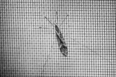 A Bug on the Screen Door
