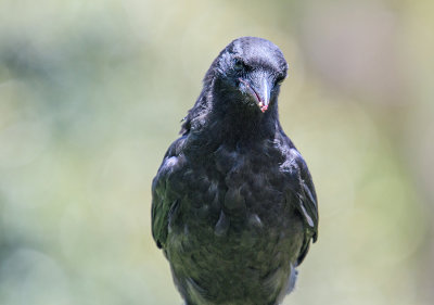 Portrait of a Mulberry Thief