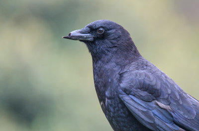 Crow with a Broken Beak