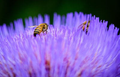 Two Bees and an Artichoke