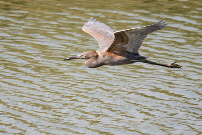 A Reddish Egret