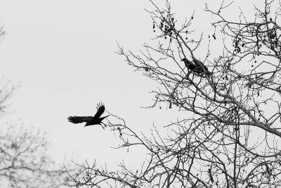 Crows in Winter