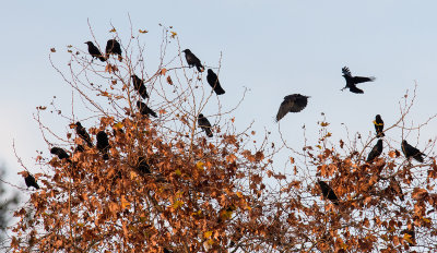 Crows in a Tree