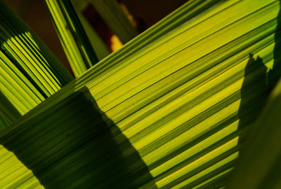 Garden Light and Lines