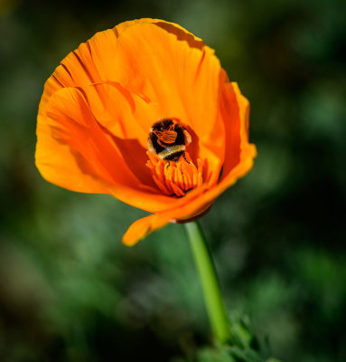 The Bumblebee and the Poppy