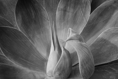 Agave in Black and White