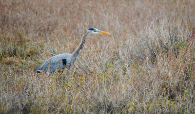 Great Blue Heron on the Hunt