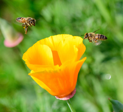 Two Bees and a Poppy