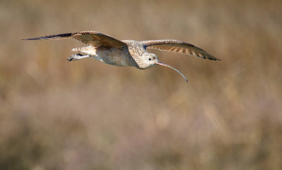Long Billed Curlew in Flight