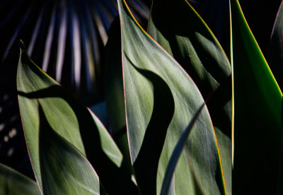 Light, Leaves, and Shadows