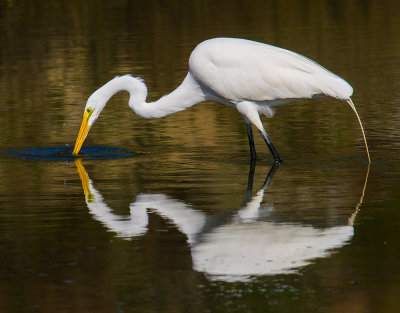 Egret Reflection