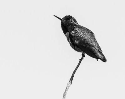 Humming Bird in Monochrome