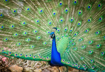peacocks