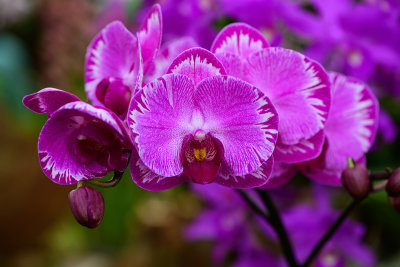 The Orchid Festival