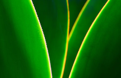 Agave Layers