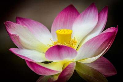 The First Lotus Flower