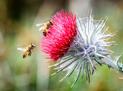 Two Honey Bees and a Thistle