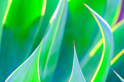 Agave Abstraction