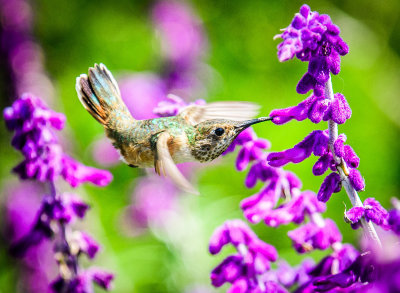Hummingbird and Mexican Sage