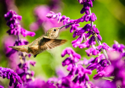 Hummingbird and Mexican Sage II
