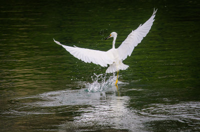 A Water Ballet