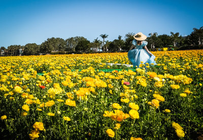 Scenes From the Flower Fields