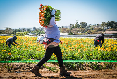 Scenes From the Flower Fields