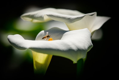 Calla Lilies and Honey Bees