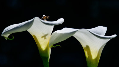 A Honey Bee and Calla Lilies