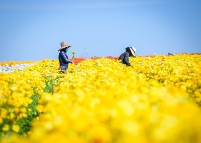 Scenes From the Flower Fields