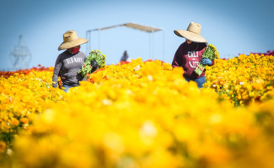 Scenes From the Flower Fields