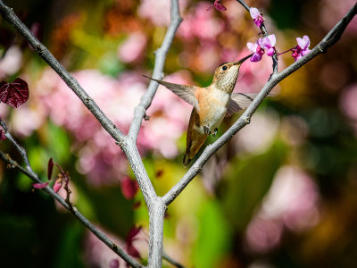 Hummingbird in Spring