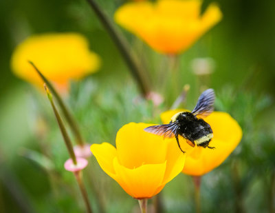 Bumblebee and CA Poppies