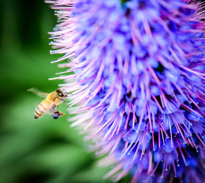 The Plight of the Honey Bee
