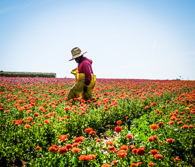 Working the Fields