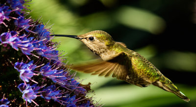 A Hungry Hummingbird