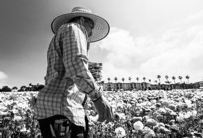 Scenes from the Flower Fields