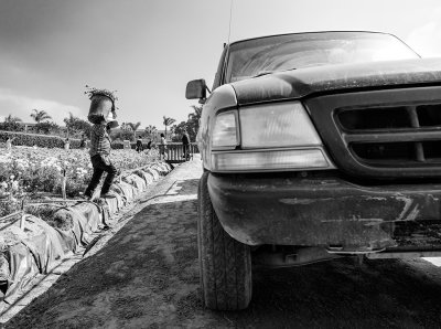 Scenes From the Flower Fields