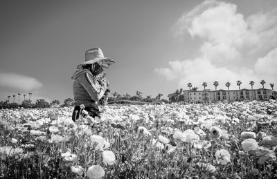 Scenes From the Flower Fields