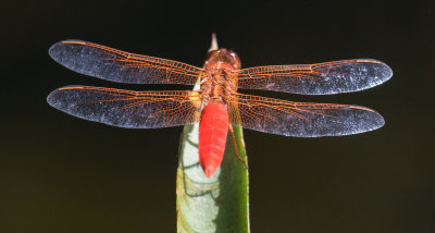 Orange Dragon