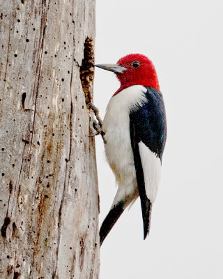  Red-Headed Woodpecker