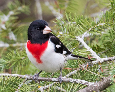 Rose-Breasted Grossbeak