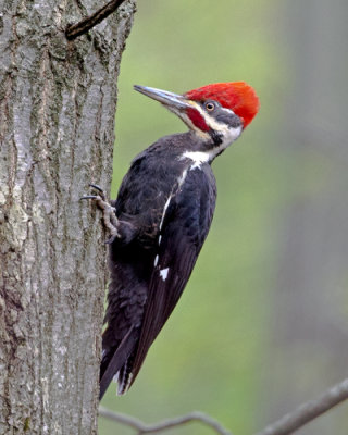 Pileated Woodpecker