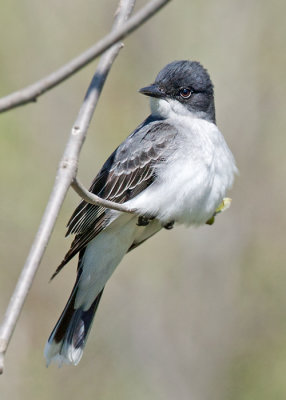 Eastern Kingbird