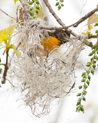 Baltimore Oriole