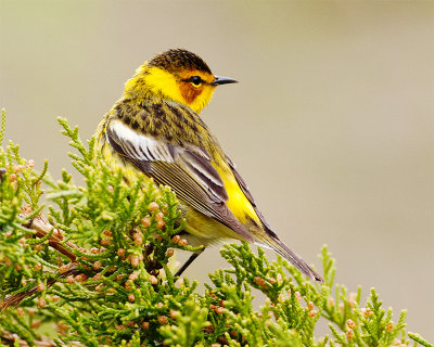 Cape May Warbler