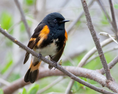 American Redstart