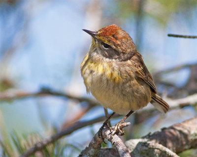 Palm Warbler